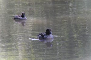 DSCF0155.JPG