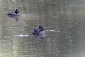 DSCF0159.JPG