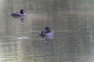 DSCF0163.JPG