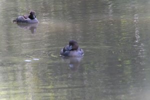 DSCF0164.JPG