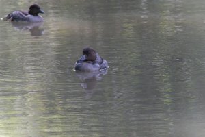 DSCF0166.JPG
