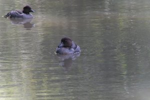 DSCF0167.JPG