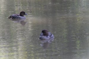 DSCF0168.JPG