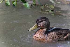 DSCF0179.JPG