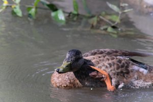 DSCF0183.JPG