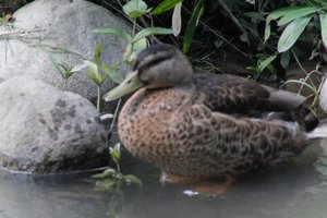 DSCF0205.JPG