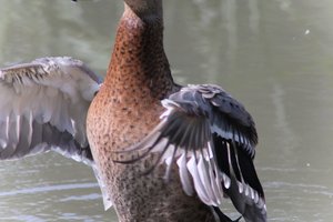DSCF0208.JPG