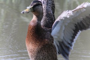 DSCF0211.JPG