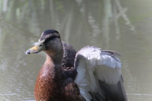 DSCF0214.JPG