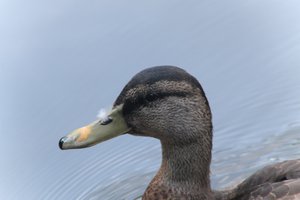 DSCF0243.JPG