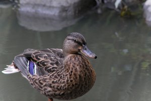 DSCF0251.JPG