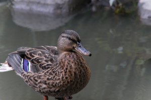 DSCF0253.JPG