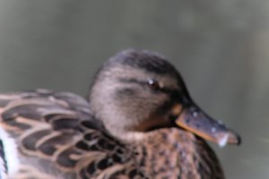 DSCF0263.JPG