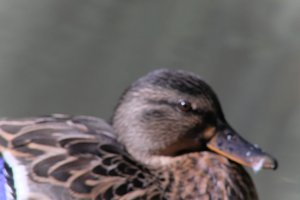 DSCF0267.JPG
