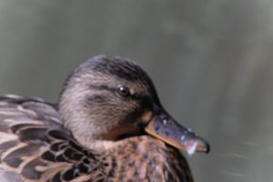 DSCF0270.JPG