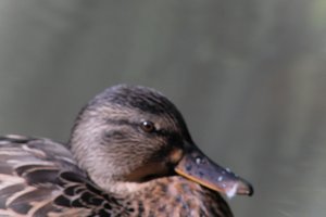 DSCF0272.JPG