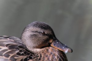DSCF0273.JPG