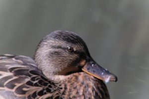 DSCF0274.JPG