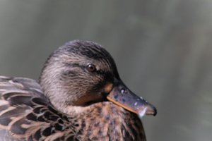DSCF0276.JPG