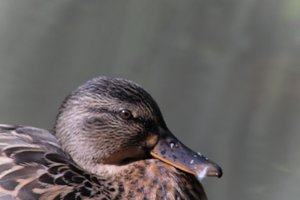 DSCF0278.JPG