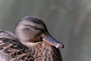 DSCF0281.JPG