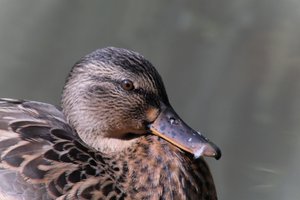 DSCF0283.JPG