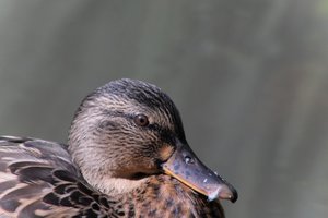 DSCF0284.JPG