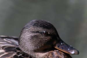 DSCF0286.JPG