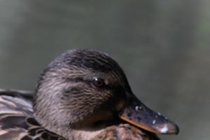 DSCF0287.JPG