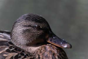 DSCF0290.JPG