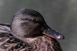 DSCF0292.JPG