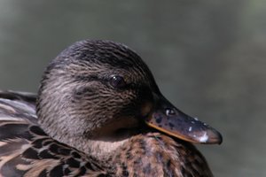 DSCF0293.JPG