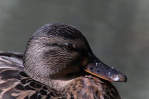 DSCF0294.JPG
