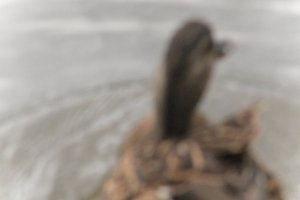 DSCF0321.JPG
