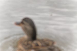 DSCF0326.JPG