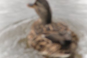 DSCF0328.JPG