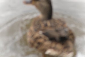 DSCF0329.JPG
