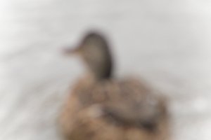 DSCF0341.JPG