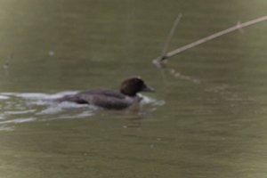 DSCF0370.JPG