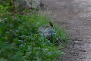 DSCF0449.JPG