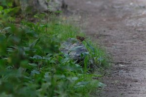 DSCF0450.JPG