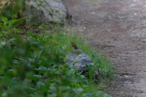 DSCF0458.JPG