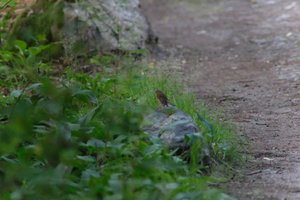 DSCF0459.JPG