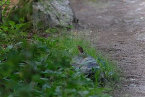 DSCF0460.JPG