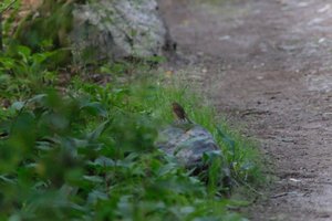 DSCF0461.JPG