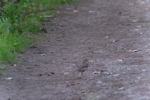 DSCF0479.JPG