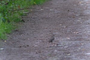 DSCF0480.JPG