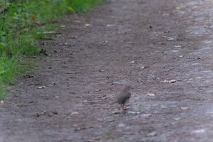DSCF0481.JPG