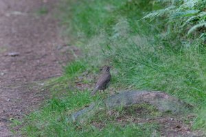 DSCF0509.JPG