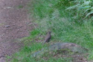 DSCF0513.JPG